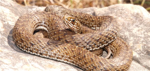 3000 Menschen werden jährlich in Australien von Schlangen gebissen, nur die wenigsten Bisse enden tödlich.