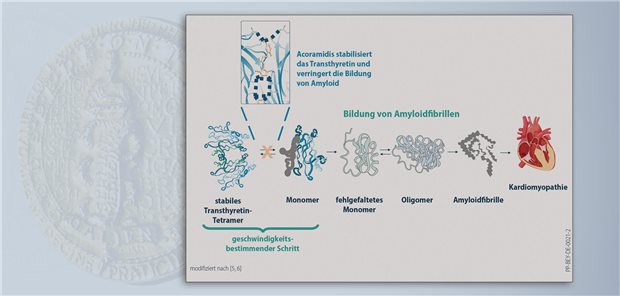 BEYONTTRA® – Orale Therapie für Transthyretin-Amyloidose mit Kardiomyopathie Acoramidis stabilisiert Transthyretin, wodurch weniger Monomere entstehen und die Amyloid-Ablagerung im kardialen Bindegewebe verlangsamt wird.