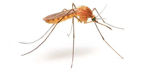 Tödliche Malaria-Form mit dem Smartphone erkennen Anophelesmücken dienen als Überträger der Malaria auslösenden Sporozoiten.