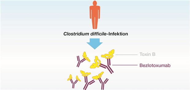 Bezlotoxumab bindet an das von Clostridium difficile gebildete ToxinB mit hoher Affinität und neutralisiert so dessen Aktivität. Damit kann der Rekurrenz einer CDI vorgebeugt werden. MSD Sharp &amp; Dohme