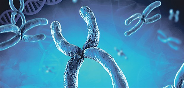 Forscher tüfteln am Baukasten für Menschen Chromosom: 3 Mrd. Bauteile hat das humane Genom.