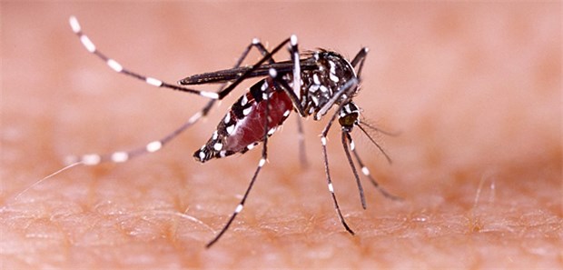 Fallzahlen in Brasilien steigen dramatisch Das Chikungunya-Fieber wird durch die Moskito-Art Aedes aegypti übertragen.