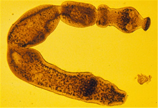 Fuchsbandwurm - der Schrecken im Dünndarm Der Fuchsbandwurm Echinococcus multilocularis lebt im Dünndarm seines Wirts.