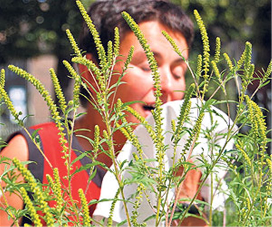 Mit vier Spritzen gegen Ambrosia-Allergie