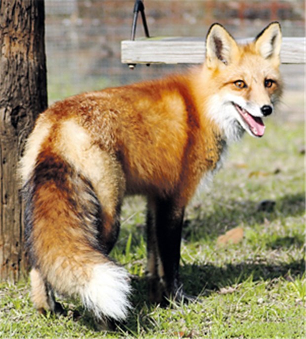 Fuchsbandwurm - der Schrecken im Dünndarm Die sprichwörtlich schlauen Füchse schnüren immer öfter auch durch Wohnsiedlungen.