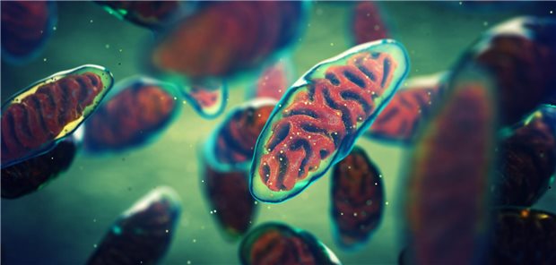 Ein Protein in den Mitochondrien der Leber wird phosphoryliert. So passt sich der Organismus einer baldigen Nahrungsaufnahme an.