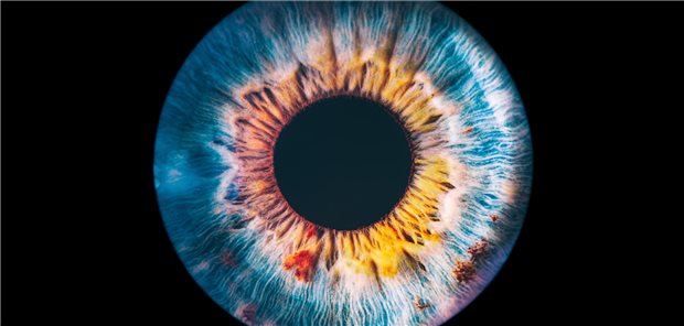Eine Iris im Auge