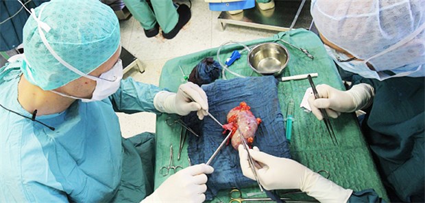 Wird Krebsgefahr überschätzt? Eine gerade entnommene Niere wird für eine Transplantation präpariert.