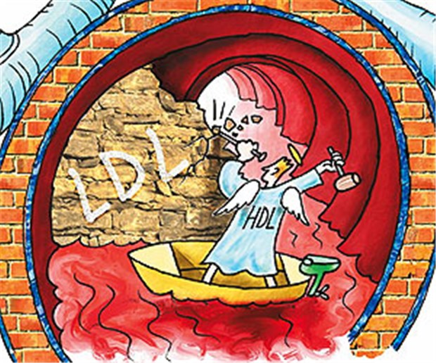 Ruf als Schutzengel in Gefahr Eine schöne Vorstellung: Unermüdlich bekämpft das "gute" HDL-Cholesterin die Folgen des "bösen" Gegenspielers. Aber stimmt das überhaupt?