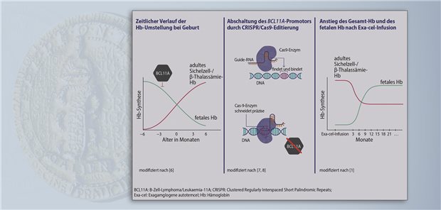 Casgevy – Potenzial zur funktionellen Heilung von zwei wichtigen Hämoglobinopathien Exa-cel reaktiviert die Expression des fetalen Hämoglobins, indem es die BCL11A-Expression mittels CRISPR/Cas9-basierter Geneditierung verhindert.  Vertex Pharmaceuticals (Germany) GmbH