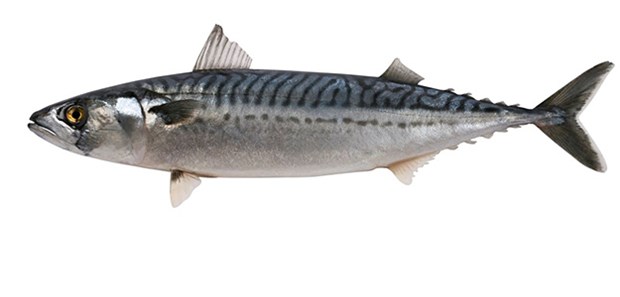 Schützt Fischöl doch vor Demenz? Fisch: Ein gesundes Lebensmittel, doch schützt er auch vor Demenz?