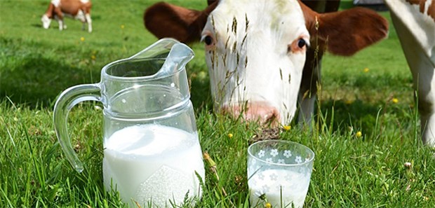 Neues Antibiotikaresistenz-Gen in Milch entdeckt Forscher der Universität Bern haben in Kuhmilch bei Stämmen von Macrococcus caseolyticus ein Gen entdeckt, das gegen Methicillin resistent macht.