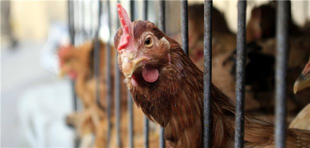 Huhn schaut aus dem Käfig;