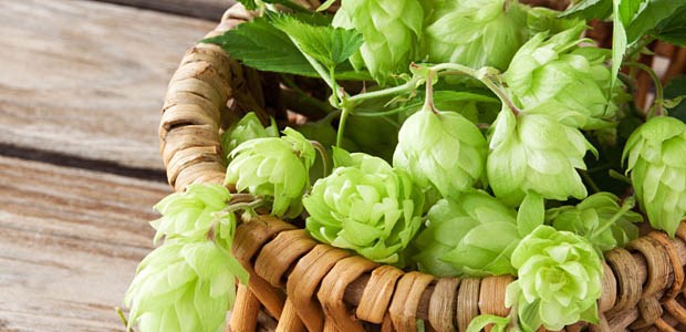 Ein Bier für die Haut Hopfen - grünes Wundermittel?