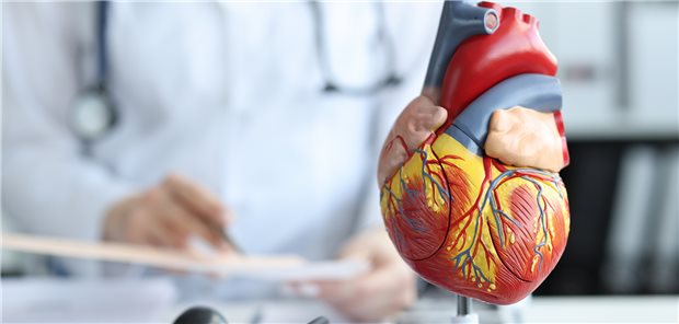 Menschliches Herz im Modell: Eine aktuelle Analyse zum SGLT2-Hemmer Dapagliflozin zeigt auf, wann das Antidiabetikum auch vor Herzinfarkten schützen kann.&#xA;