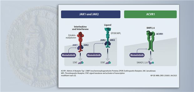 Omjjara – der erste JAKi bei Myelofibrose, der auch die Anämie verringert Momelotinib bindet die bei Myelofibrose konstitutiv aktiven JAK1 und JAK2 und hemmt deren Signaling, was die Symptomatik und die Milzgröße reduziert. Durch Blockade des ACVR1 wirkt es auch der Anämie entgegen.  GlaxoSmithKline GmbH & Co. KG