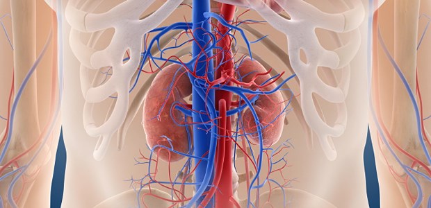 Neue Studie überrascht die Fachwelt Nierenarterien im Blick: Kratzt die SYMPLICITY-HTN-3-Studie am jungen Ruf der Katheterablation?
