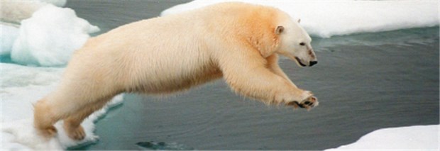 "Der Klimawandel ist die größte globale Gesundheitsbedrohung des 21. Jahrhunderts" Noch kann er springen: Als Folge der globalen Erwärmung ist auch der Lebensraum von Eisbären massiv gefährdet.