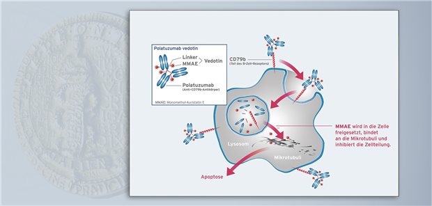 Polatuzumab Vedotin entfaltet seine zytotoxische Wirkung erst in den B-Lymphozyten. Die zytotoxische Komponente MMAE hemmt die Zellteilung und induziert damit die Apoptose.
