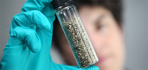 Neues Gesetz schärft Waffen gegen Legal Highs Seit einigen Jahren bereiten die Modedrogen der "legal highs" den Fahndern Kopfzerbrechen.