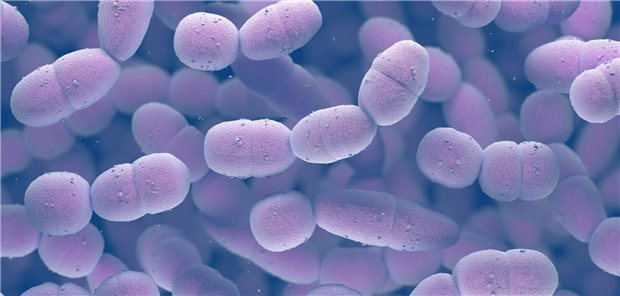 Pneumokokken: Neue Indikationsimpfung für Kinder und Jugendliche in Kraft Streptococcus pneumoniae