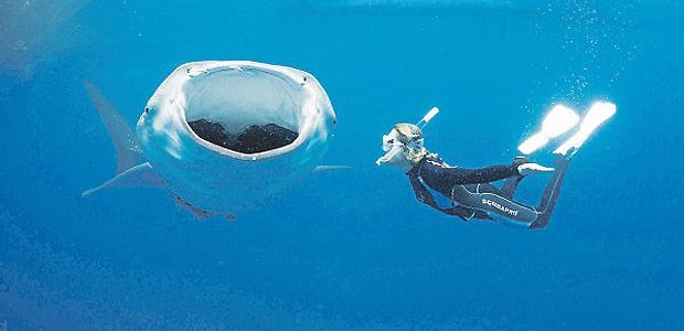 Urlaubsvergnügen Abenteuer Wer hat Angst vor dem Walhai?