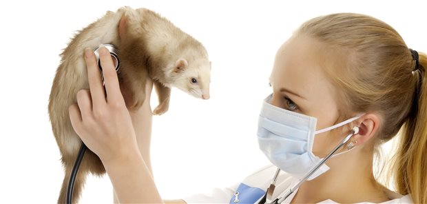 Experimentelles Virostatikum hemmt SARS-CoV-2 im Tiermodell Keine Lust aufs Essen? Übelkeit und Geschmacksverlust deuten bei Kindern eher auf COVID-19 als Atemwegssymptome.