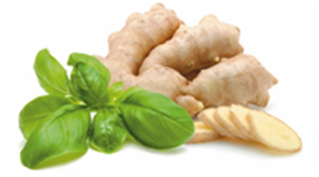 © [M] Basilikum: felinda | Ingwer: Chan / fotolia.com