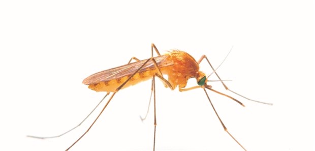 Malaria-Fälle in deutschen Praxen nehme zu © Vladimir Vitek / stock.adobe.com