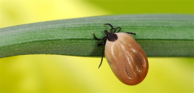 2018 wird ein Zecken-Jahr, prognostizieren Forscher.
