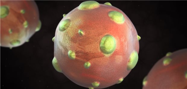 Zahl der Hantavirus-Infektionen steigt 3-D-Darstellung eines Hantavirus. Eine starke Zunahme der Infektionszahlen kann etwa alle zwei bis drei Jahre beobachtet werden.
