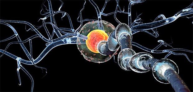 Neuroprotektion durch Diabetesmittel? 3-D-Nervenzell-Modell: Für Exenatid konnten bereits in Tiermodellen neuroprotektive Eigenschaften nachgewiesen werden.