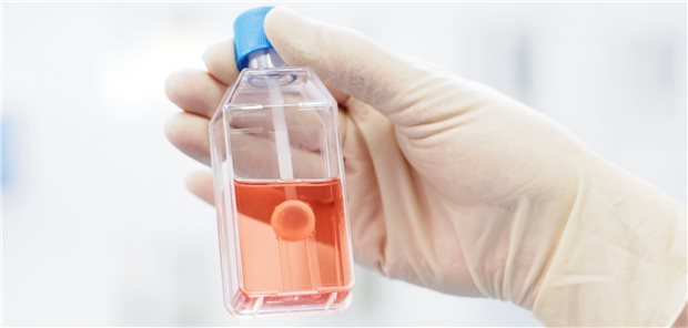 Mehr als 3000 Menschen sagten 2020 „Ja!“ zur Gewebespende 3475 Patienten konnte die Deutsche Gesellschaft für Gewebetransplantation 2020 mit einem Augenhornhauttransplantat versorgen.