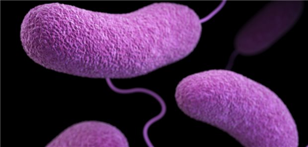 3D-Abbildung von Vibrio parahaemolyticus: Der Keim ist ein typischer Vertreter von Nicht-Cholera-Vibrionen.