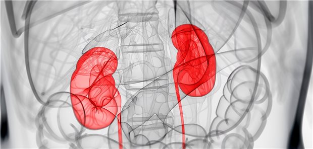 3D-Darstellung der menschlichen Niere: Bei bestimmten Glomerulonephritiden hat sich eine Hemmung des Komplement-Systems in ersten Studien als mögliche Therapieoption erwiesen.