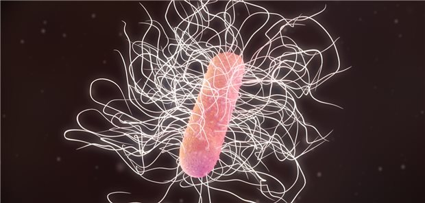 3D-Darstellung von Clostridioides (C.) difficile.