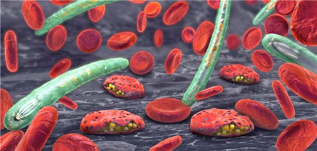 Neue Malaria-Vakzine bewährt sich in Phase II 3D-Darstellung von Plasmodien im Blut. Die einzelligen Parasiten lösen Malaria aus.