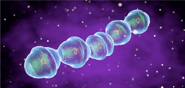 3D-Darstellung von Streptococcus pneumoniae.