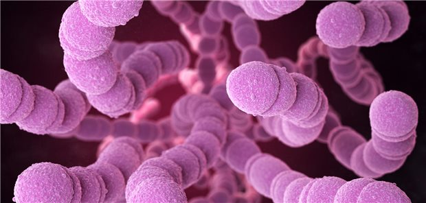 Violette "Perlenschnüre": Darstellung von Pneumokokken, die auf den Betrachter zukommen.