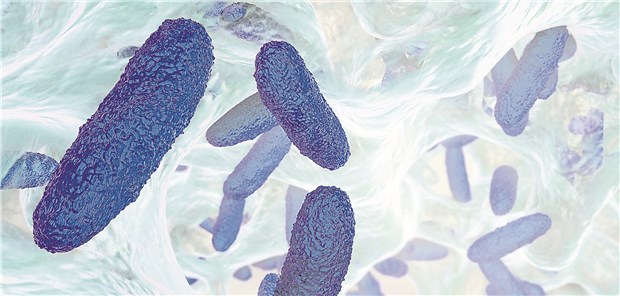 3D-Illustration von Klebsiella pneumoniae.