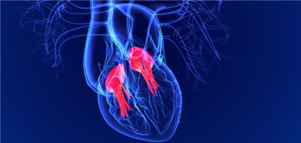 3D-Illustration von Trikuspidal- und Bikuspidal(Mitral-)klappe: