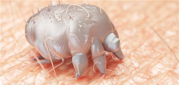 3D-Modell einer Krätzemilbe.