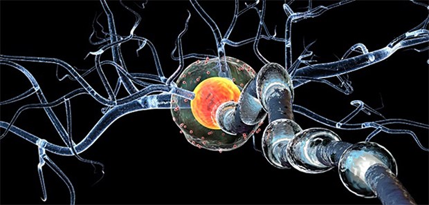 Parkinson beginnt möglicherweise im Magen 3D-Modell von Nervenzellen: Forscher sind dem Ursprungsort von Parkinson auf der Spur.