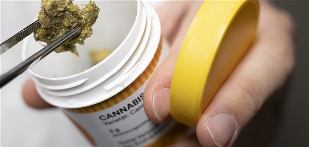 Das Foto zeigt Cannabisblüten zur medizinischen Behandlung, die mit einer Pinzette gehalten werden.