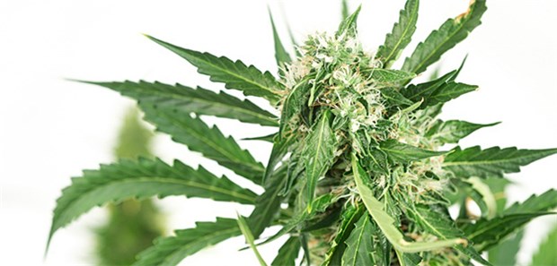 Als Rezepturarznei zum Inhalieren oder Trinken Ab nächstem Jahr könnten Cannabis-haltige Medikamente zur Therapie Schwerkranker eingesetzt werden.