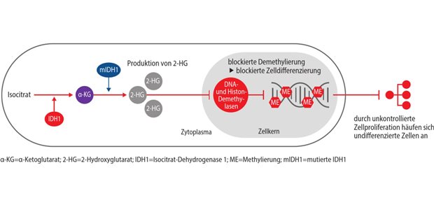 Abb. 1 Die Isocitrat-Dehydrogenase-1 (IDH1)-Mutation beim Cholangiokarzinom (CCA) verhindert die Differenzierung der Zellen.