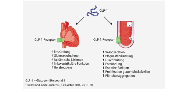 Abb. 1: Direkte und indirekte Wirkungen von GLP-1 am Herzen und an den Blutgefäßen