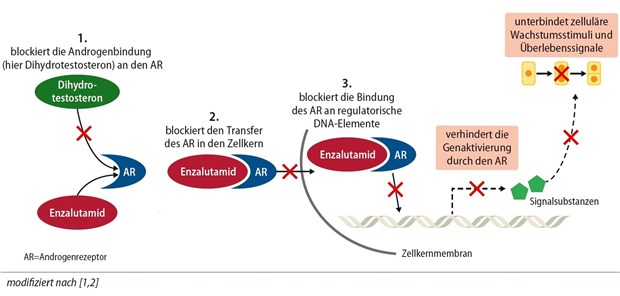 Abb. 1: Enzalutamid blockiert den AR-Signalweg dreistufig 
