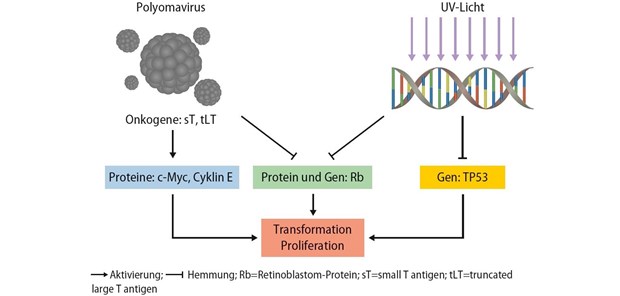 Abb. 1: Merkelzellkarzinom: Transformation und Tumorentstehung durch Infektion mit dem Merkelzell-Polyomavirus