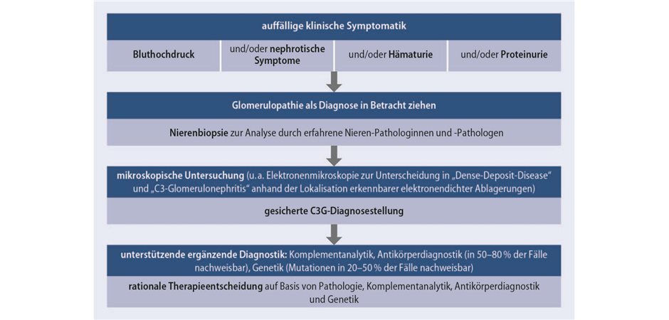 Komplement-3-Glomerulopathie (C3G): rechtzeitig erkennen, besser versorgen